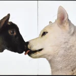 Benetton 1990 Print Ad - "Sheep & Dog"