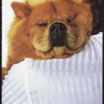 Bijan 1985 Print Ad - "Chow Chow"